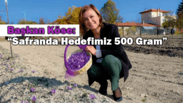 SAFRAN DİKİMİ, MEYVESİNİ VERMEYE DEVAM EDİYOR