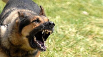 DEMİRCİLER KÖYÜNDE ÜÇ KÖPEK BİR KADINA SALDIRDI