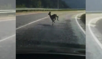 YOLUNU ŞAŞIRAN KARACA KARAYOLUNA İNDİ