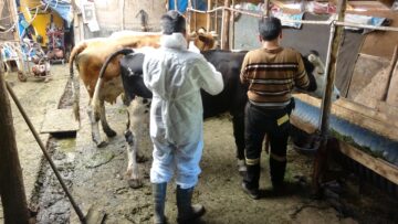 KARABÜK’TE KENEYE KARŞI ÖNLEM