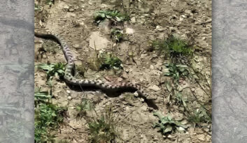 NESLİ TEHLİKE ALTINDA OLAN KAFKAS BURUNLU ENGEREK GÖRÜNTÜLENDİ