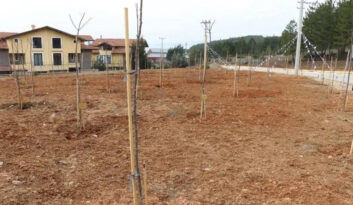 55 BİN MEYVE FİDANI TOPRAKLA BULUŞTU