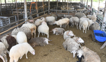 KARABÜK BELEDİYESİ HAYVAN PAZARI KURBAN BAYRAMINA HAZIR