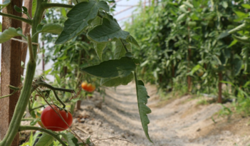 SAFRANBOLU BELEDİYESİ’NİN SERALARI MAHSUL VERMEYE BAŞLADI