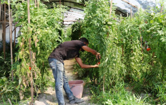 BELEDİYE SERASINDA HAFTADA 1 TON HASAT YAPILDI