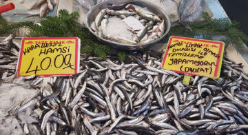 HAMSİ 40 LİRADAN TEZGAHLARDA Kİ YERİNİ ALDI