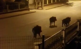 AÇ KALAN DOMUZLAR MAHALLEDE YİYECEK ARADI