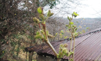KAR BEKLERKEN DUT AĞACI MEYVE VERMEYE BAŞLADI