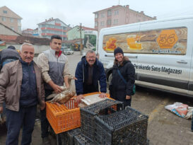 EFLANİ’DE KAZ YAVRULARININ SATIŞI BAŞLADI