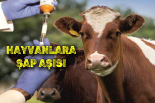 KARABÜK’TE HAYVANLARA ŞAP AŞISI YAPILIYOR