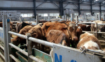 TÜRKİYE’DE ŞAP ALARMI!