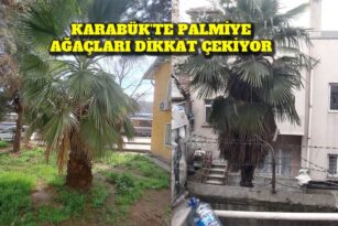 KARABÜK’TE PALMİYE AGACI