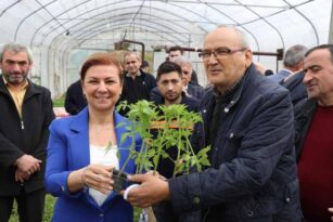 SAFRANBOLU’DA HALKA MANİYE FİDESİ DAĞITILDI