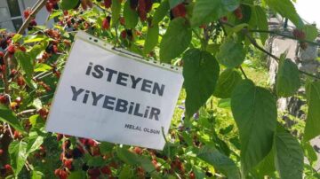 ‘GÖZ HAKKI’ DİYE DUT AĞACINA ASTIĞI YAZI TAKDİR TOPLADI
