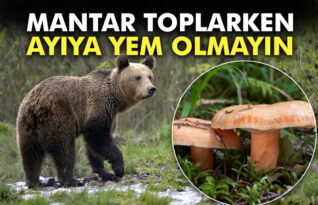 MANTAR TOPLARKEN DİKKAT!!!