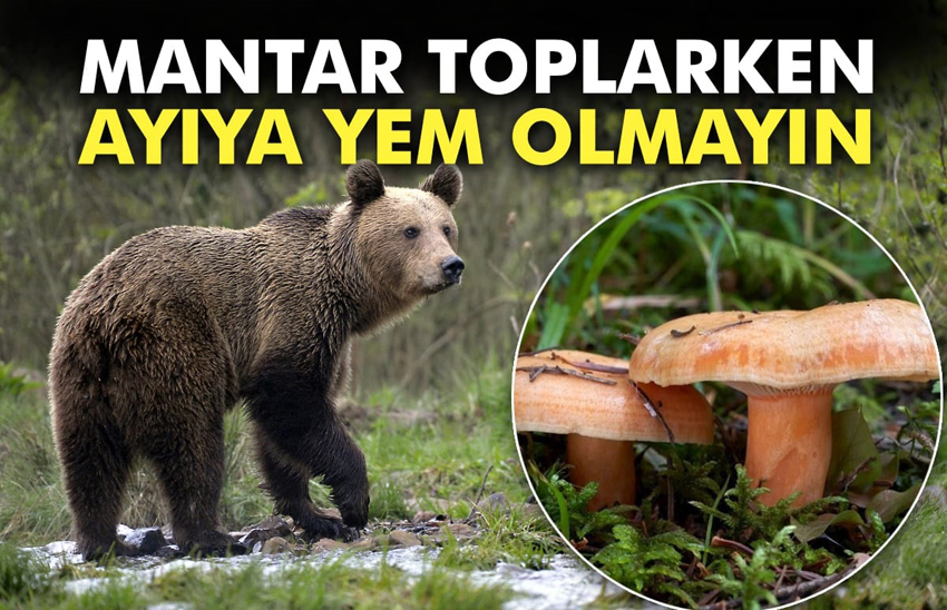 MANTAR TOPLARKEN DİKKAT!!!