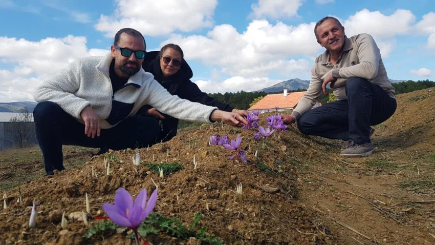 SAFRAN ÇİÇEK AÇTI