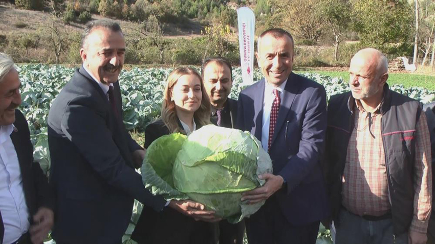 COĞRAFİ İŞARET YOLUNDAKİ ESKİPAZAR LAHANASI HASADI YAPILDI