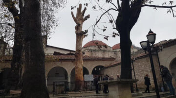 KURUMAYA YÜZ TUTMUŞ 350 YILLIK AĞACI HEYKELE DÖNÜŞTÜRDÜLER