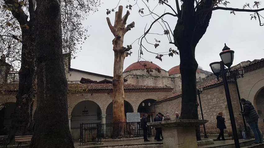 KURUMAYA YÜZ TUTMUŞ 350 YILLIK AĞACI HEYKELE DÖNÜŞTÜRDÜLER