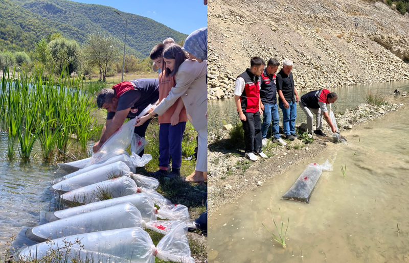 KARABÜK’TEKİ GÖLETLERE 105 BİN YAVRU BALIK BIRAKILDI