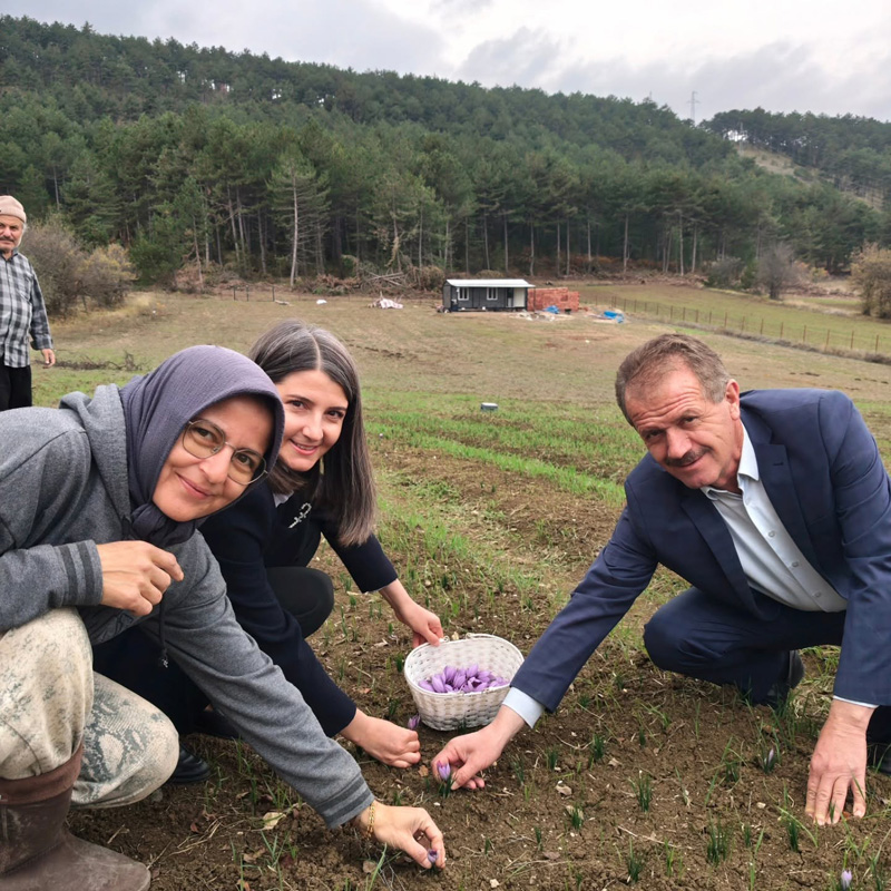 KARABÜK’ÜN OVACIK İLÇESİNDE İLK KEZ SAFRAN HASADI GERÇEKLEŞTİ.